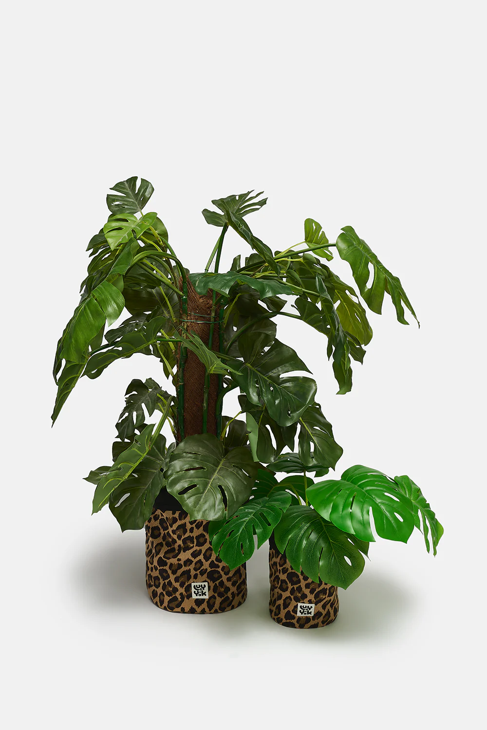 Runa - Image 6